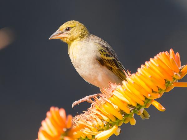 <h3>Ploceus cucullatus / Village weaver / Grote textorwever</h3>OM-1 Mark II with OLYMPUS M.150-400mm F4.5 TC, 1/2000 sec at F5.6, ISO 2000, distance 11.1 m